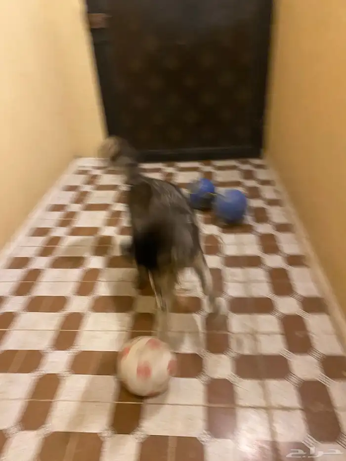 هاكسي مدرب 4