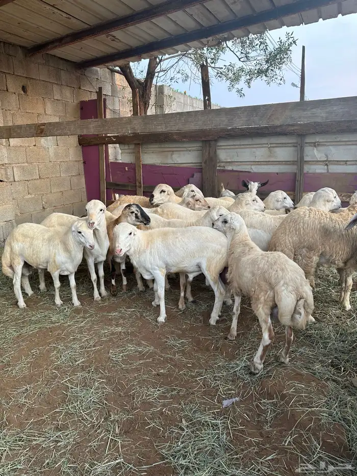 ذبايح بلدي وحر ي للبيع 3