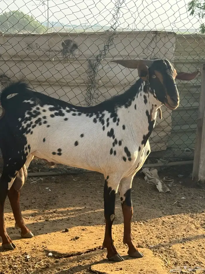 للبيع فحل بيشي 0