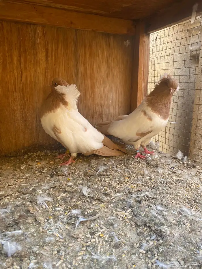 جوز سوداني 3