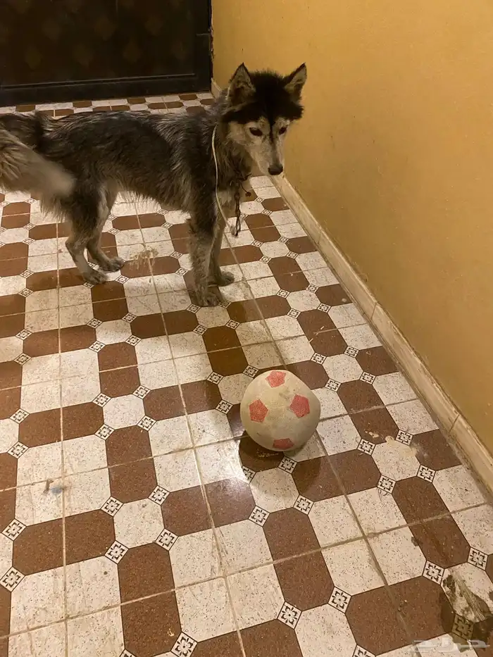 هاكسي مدرب 0