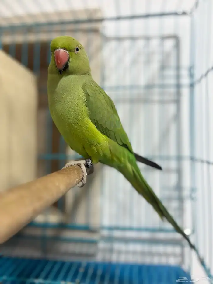 انثى ببغاء الدرة متكلمة 1