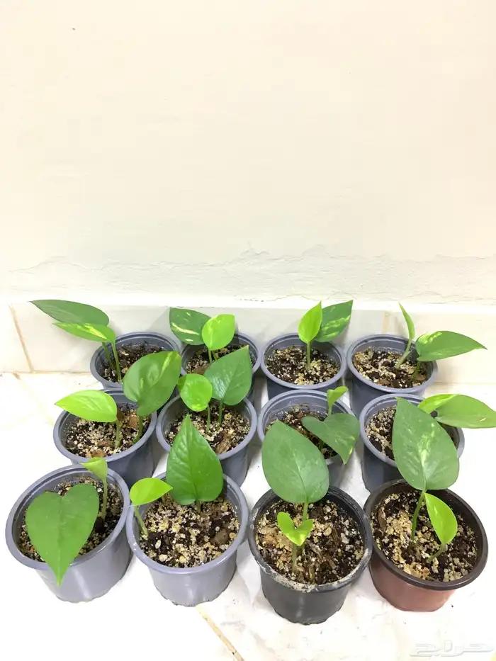 نبتة ستريليزيا وبوتس 1