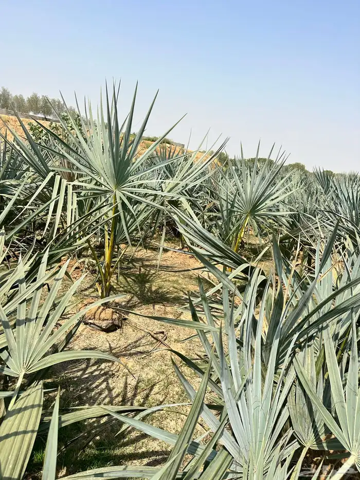 متوفر نخل الدوم عمر سنتين 1