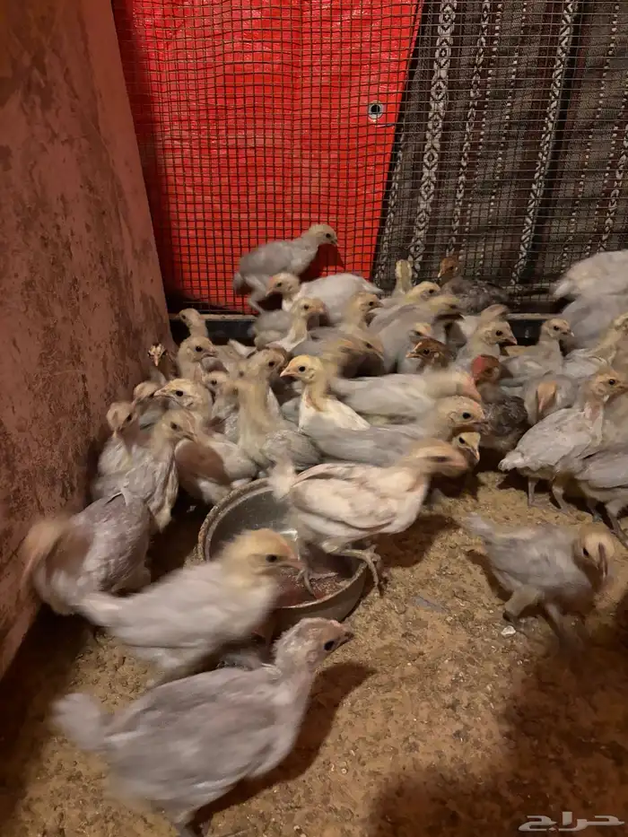 دجاج فيومي 2