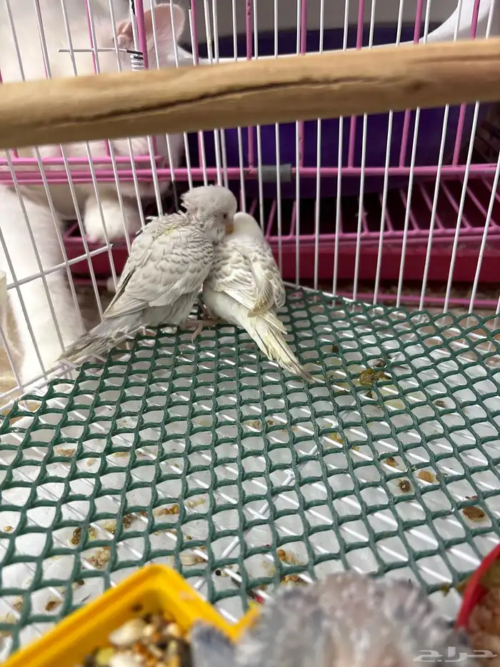 فروخ تحت الغر 6