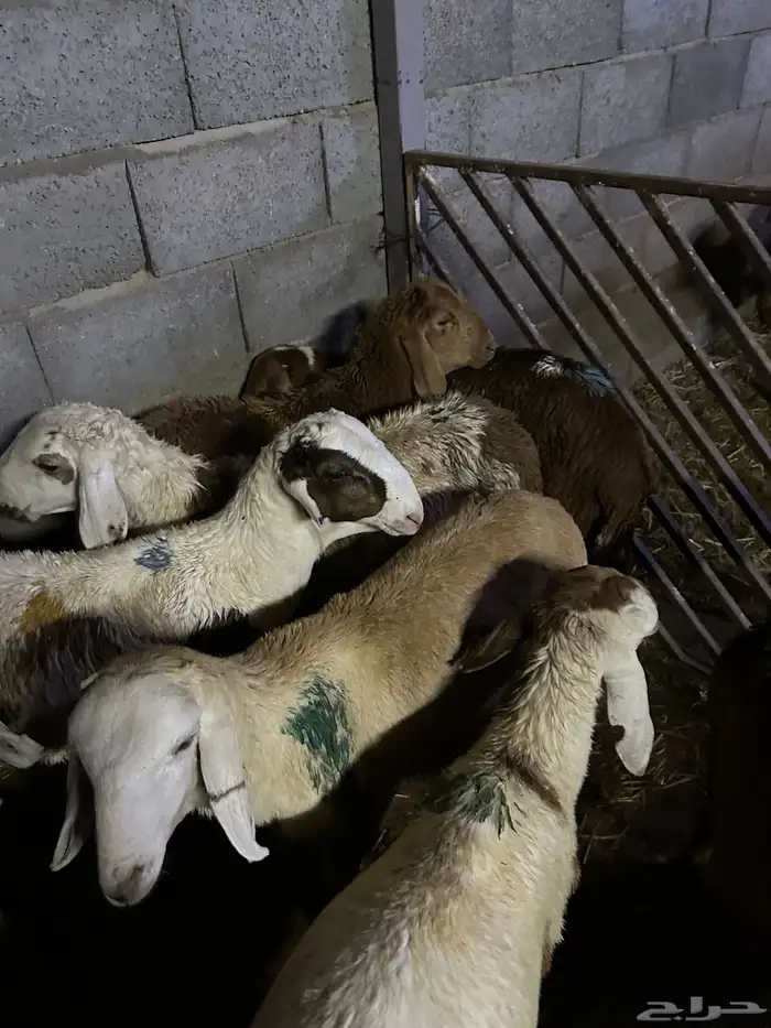 سواكن عدد 17 62