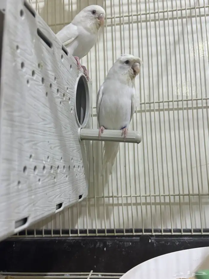 جوز طيور حب مع 7فروخ الاحساء المبرز 4