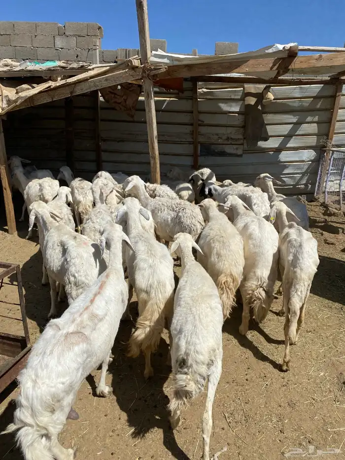 24 شاه غنم مسراح 3