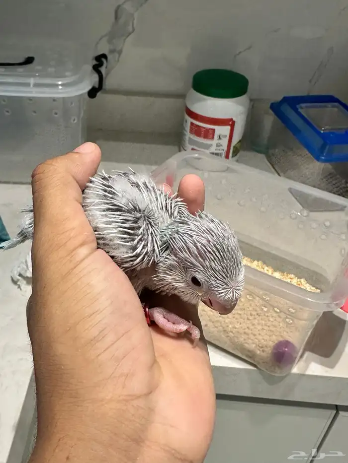 فرخ كويكر دايلت عيون حمراء 0