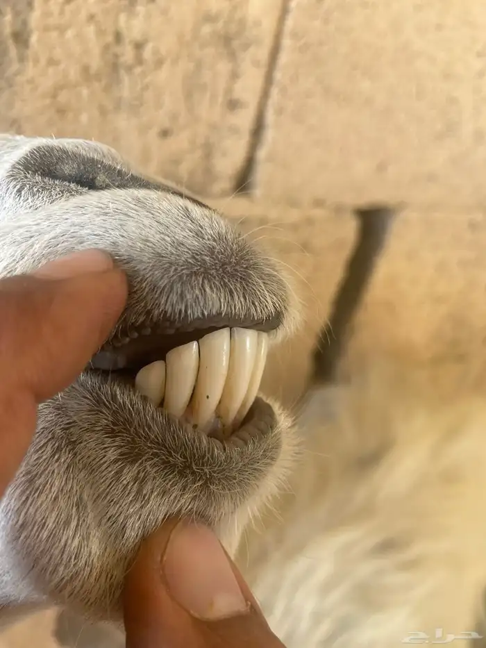 البيع معزا 1