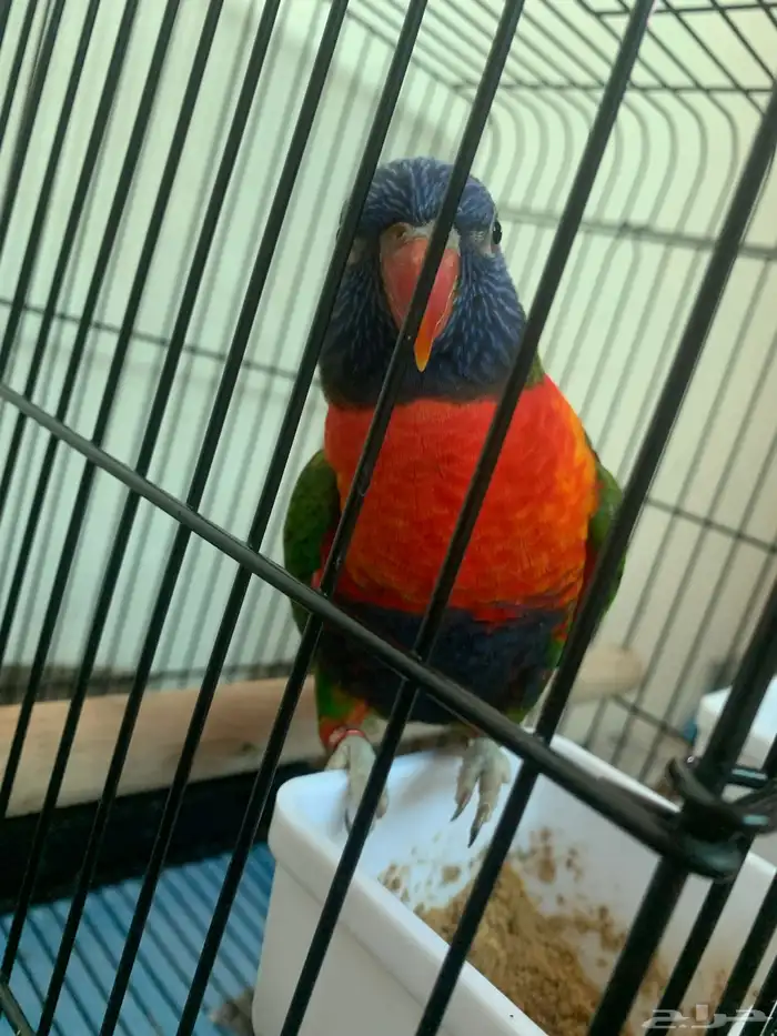 للبيع طير لوري اليف 0