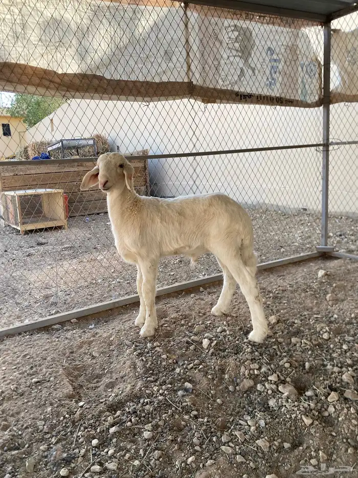 طلي صف اصف 0