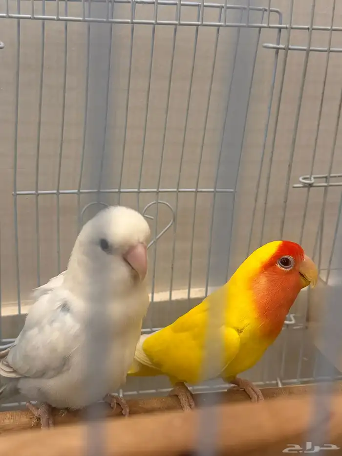 زوج كروان للبيع مع بيضه ( وطيور للبيع بعد 6