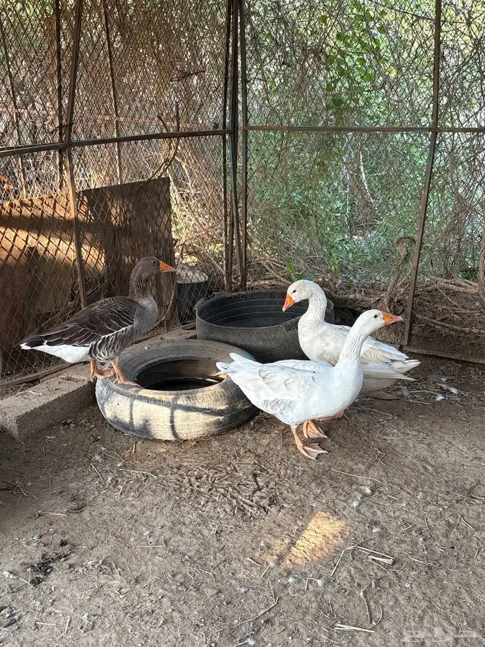 وز ذكر و انثتين 3