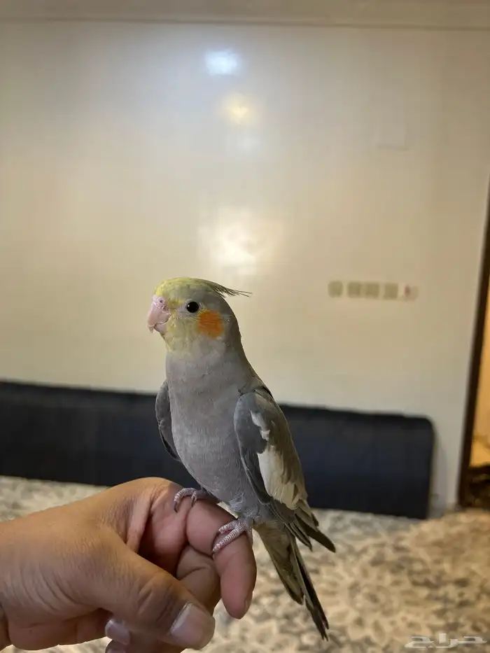 كروان العمر 5 شهور أليفه 0