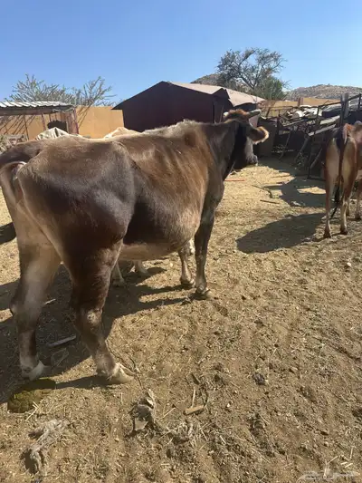 بقره المانيه للبيع 0