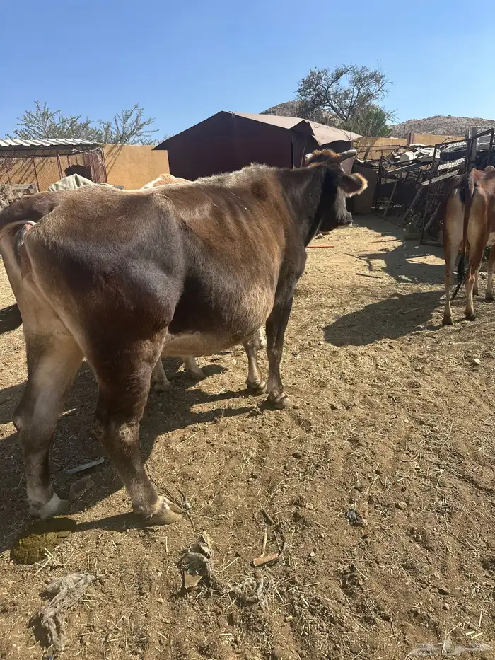 بقره المانيه للبيع 0