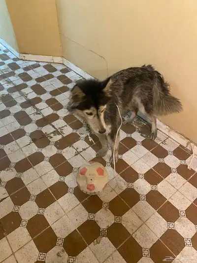 هاكسي مدرب index