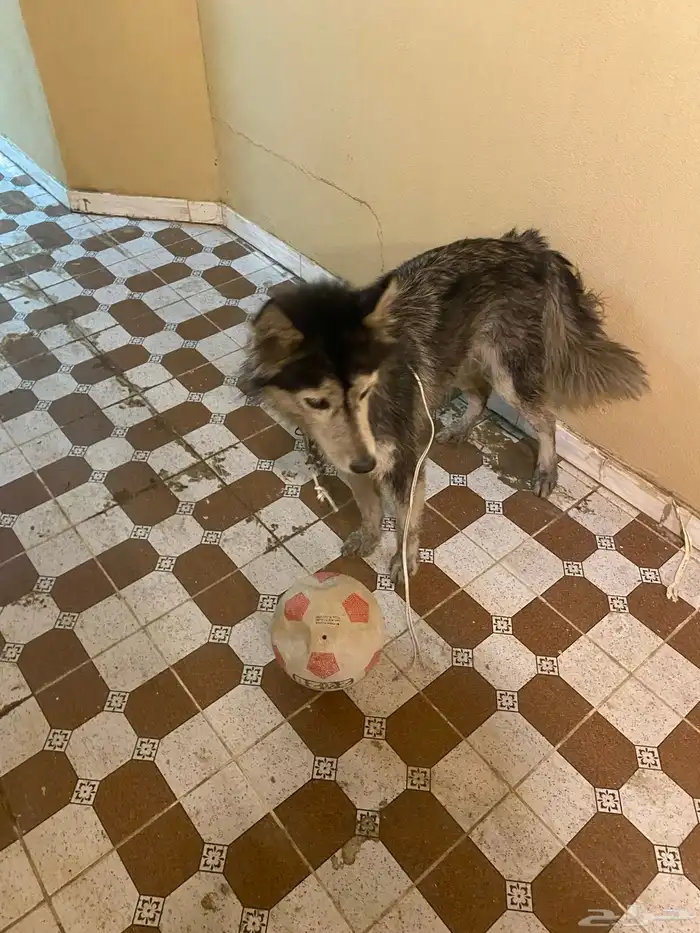 هاكسي مدرب 6