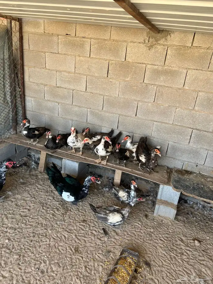 للبيع بط مصري 1