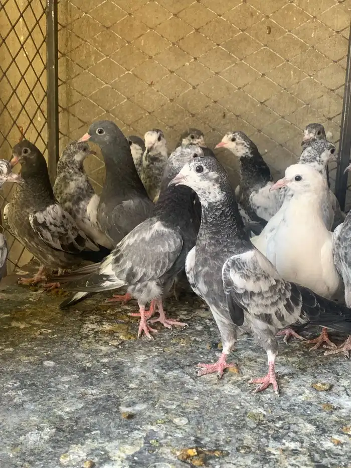 طبات حمام باكستاني طيار ( تم البيع ) 6