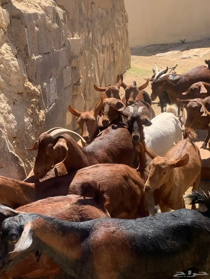 معزا جنوبيه مراح طيبه كلها من الجدعه الى السديدس تحتها تسعه 25