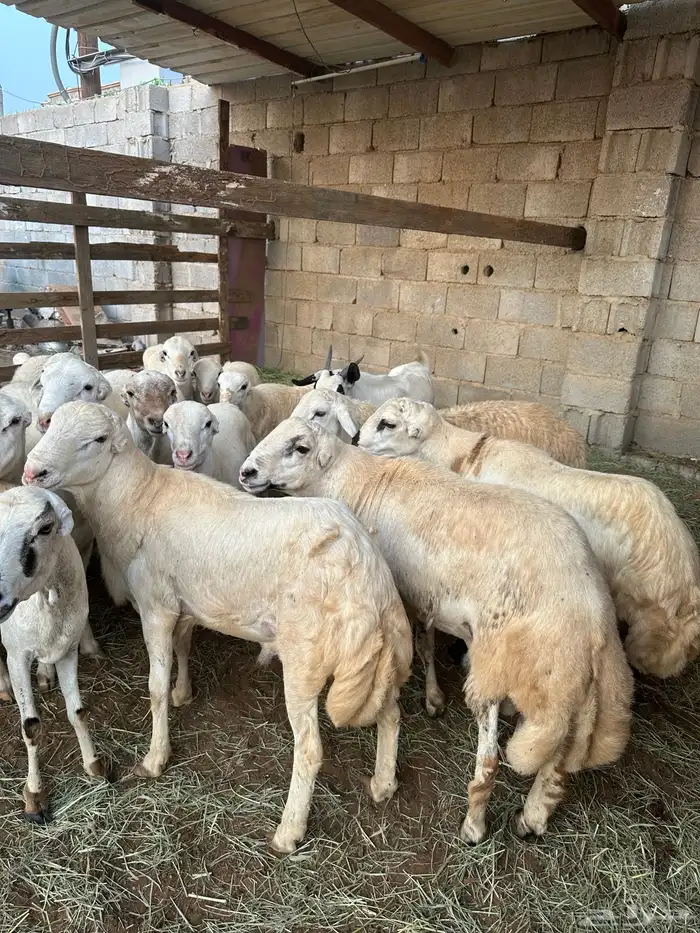 ذبايح بلدي وحر ي للبيع 5