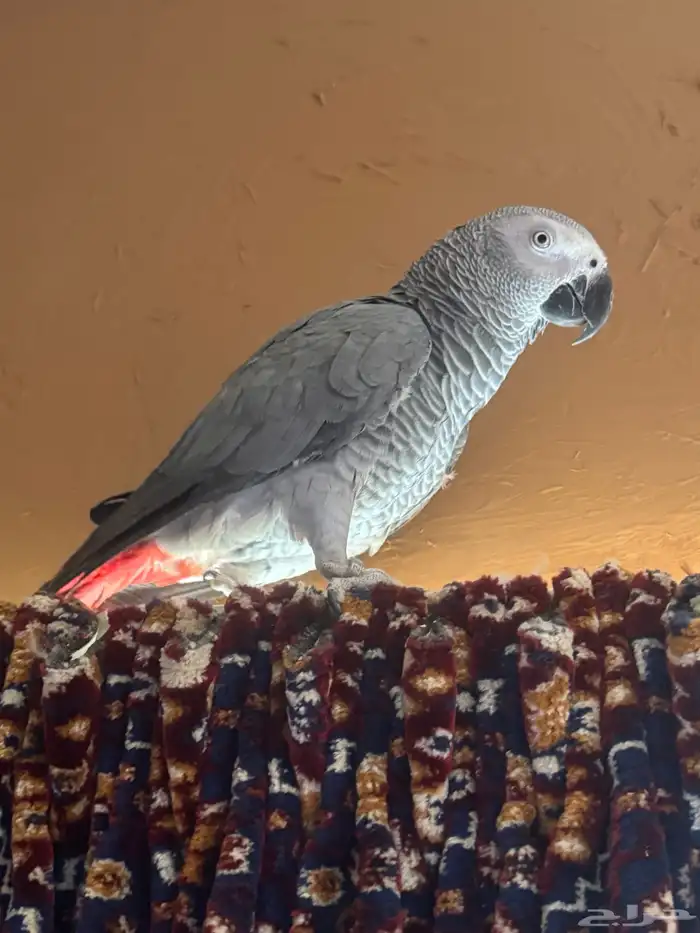 كاسكو للبيع 2