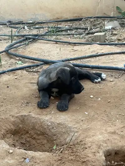 جرو بيتبول index