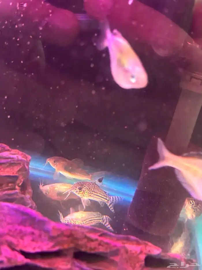 حوض سمك بكل المعدات و سمك 3