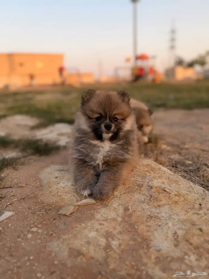 كلاب بومرينيان 0