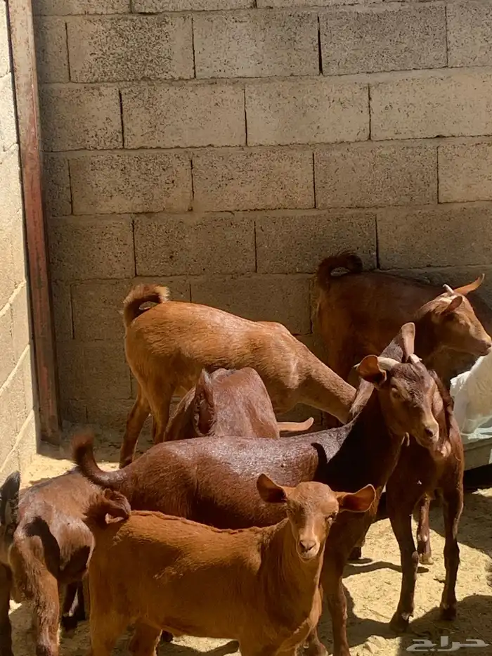 معزا جنوبيه مراح طيبه كلها من الجدعه الى السديدس تحتها تسعه 3