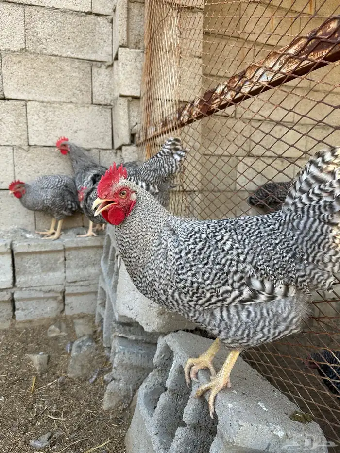 ديوك الامروك الامريكي دم صافي 1