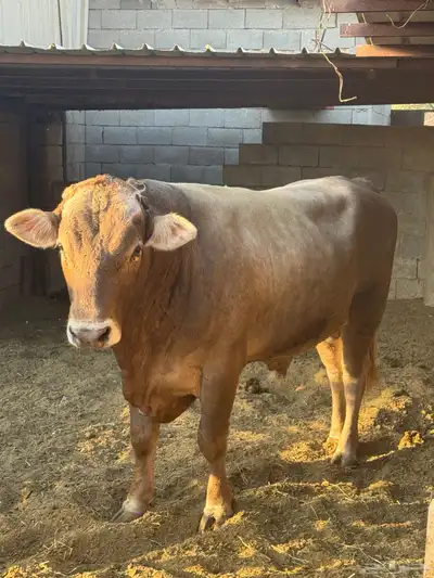 ثور الماني index