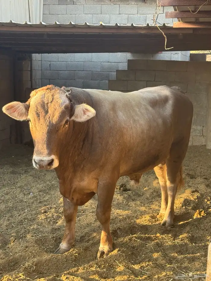 ثور الماني 0