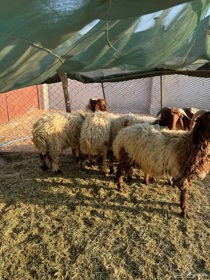 طليان نعيم 3