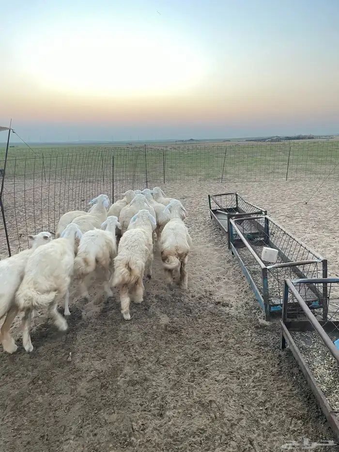 رخال مقنى وذبح 1