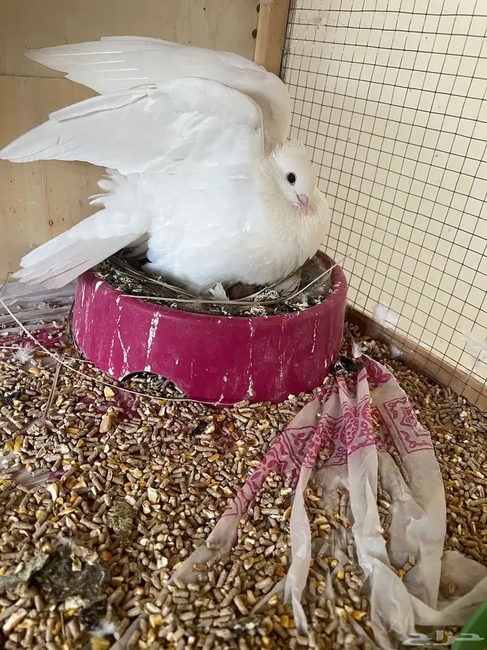 حمام صنعاوي. مع فرخ 5