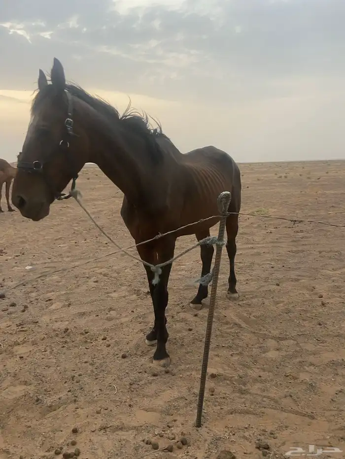 السلام عليكم 2