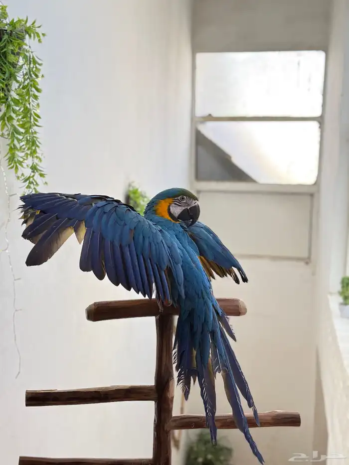 ببغاء مكاو اليف ولعوب ومتكلم عمر 10 شهور 2