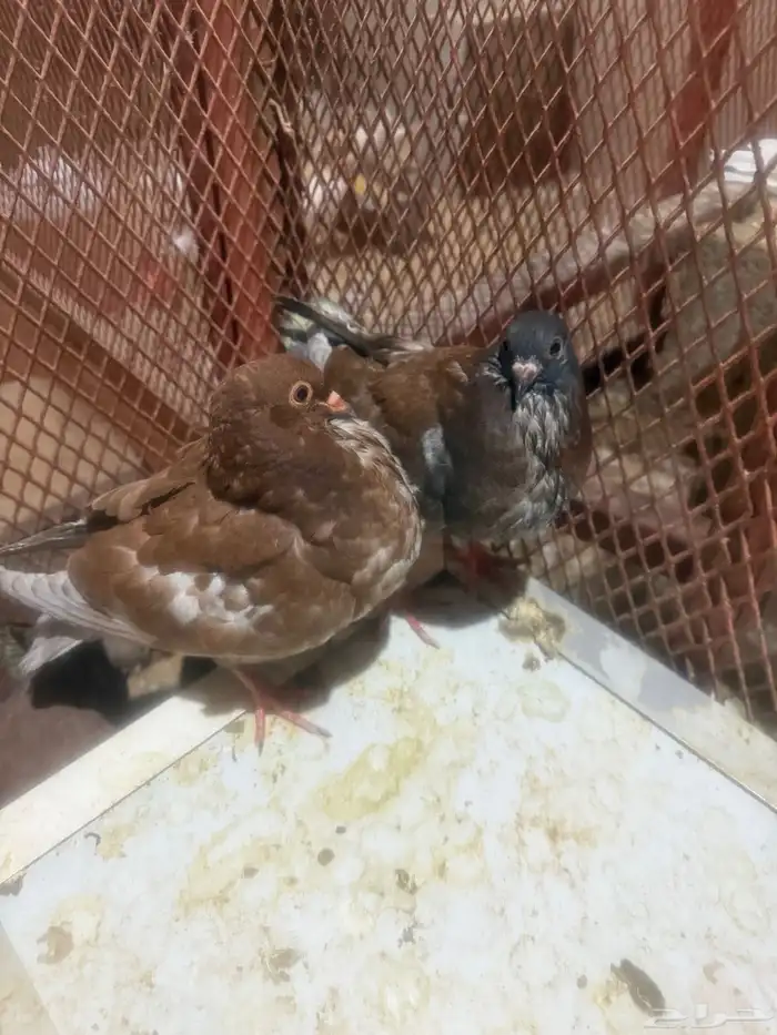 حمام كنق ابيض بعياله حمام كنق بني بعياله 5