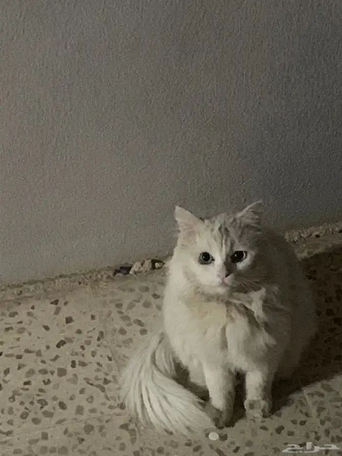 قطه للبيع على السوم 1