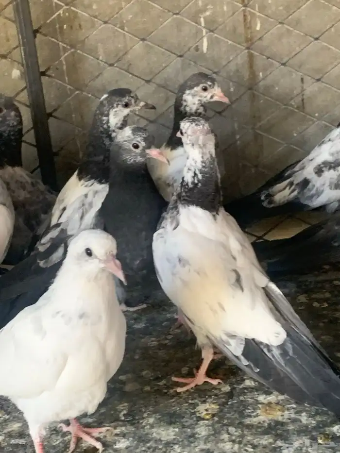 طبات حمام باكستاني طيار ( تم البيع ) 0