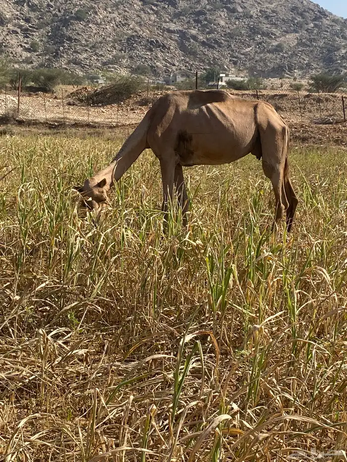 ناقه للبيع 0