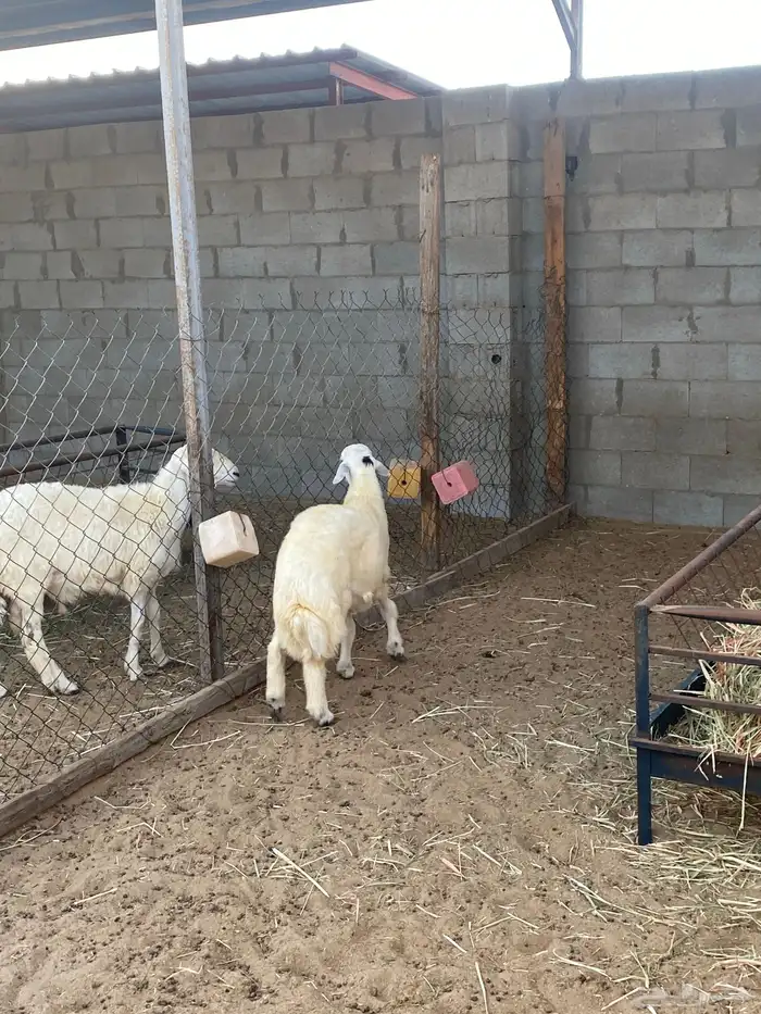 خروف سته اشهور يزيد ينقص فل الفل ظهر وجنب وطرف 0