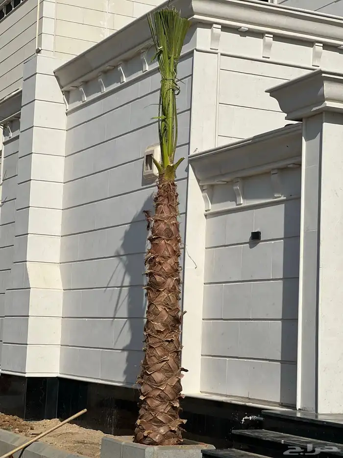 نخل زينه واشنطني ونخل عربي مثمر 0