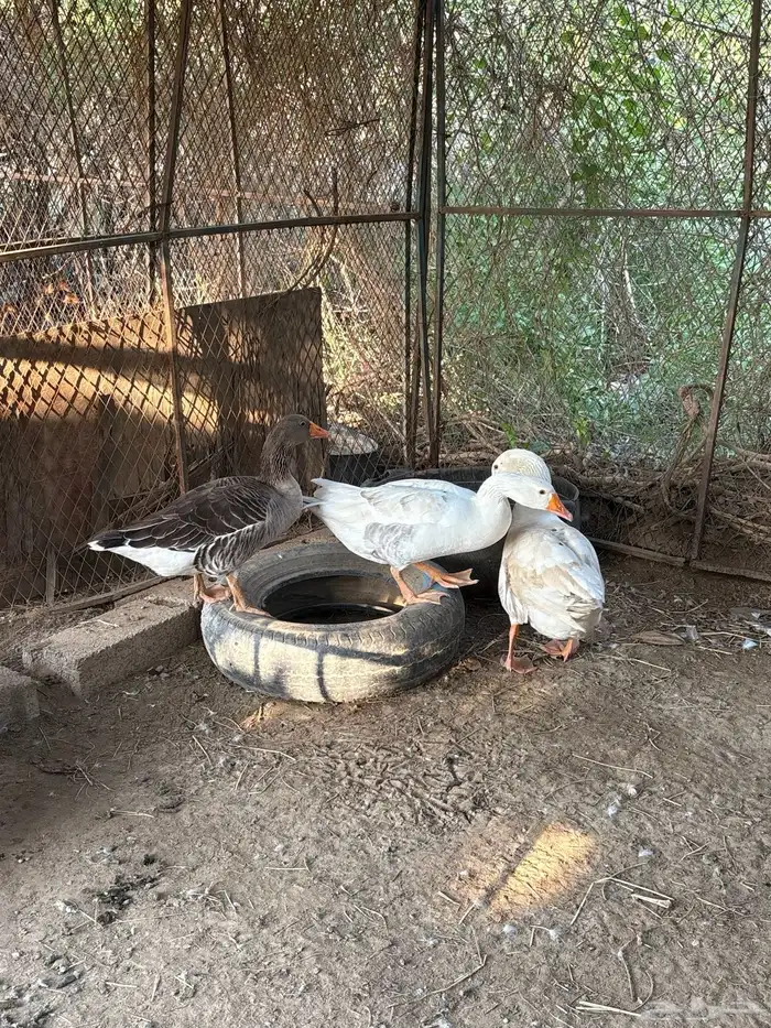 وز ذكر و انثتين 2