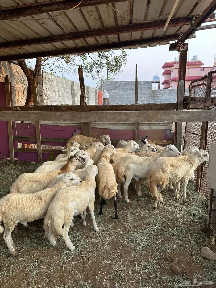 ذبايح بلدي وحر ي للبيع 0