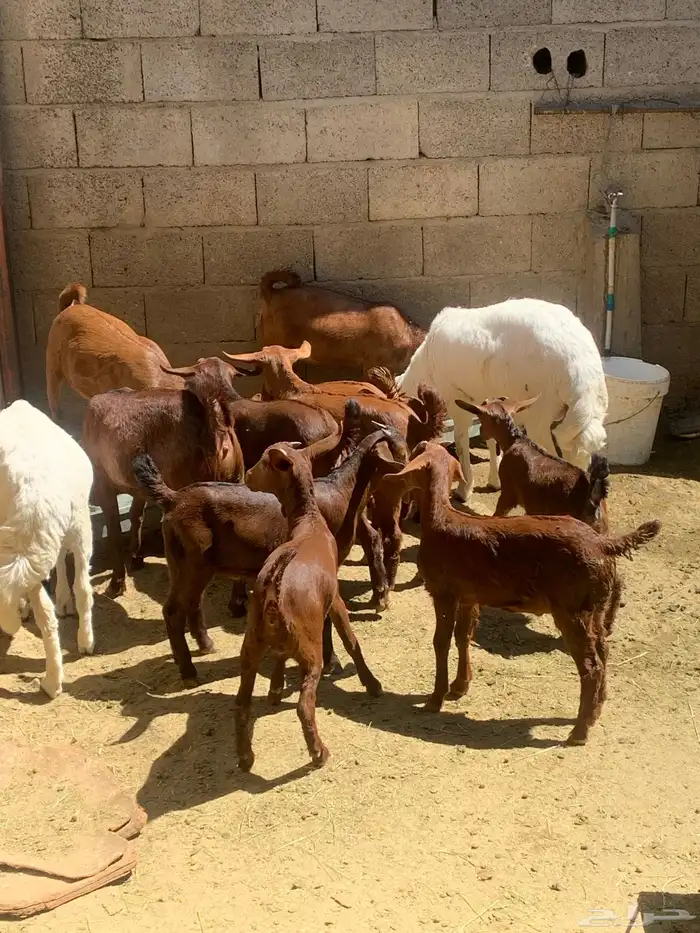 معزا جنوبيه مراح طيبه كلها من الجدعه الى السديدس تحتها تسعه 30